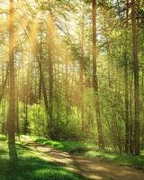 Sunset or dawn in a pine forest in spring or early summer. The sun among the trunks of pines. photo