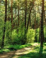 Sunset or dawn in a pine forest in spring or early summer. The sun among the trunks of pines. photo