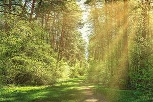 Sunset or dawn in a pine forest in spring or early summer. The sun among the trunks of pines. photo