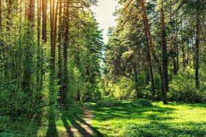 Sunset or dawn in a pine forest in spring or early summer. The sun among the trunks of pines. photo
