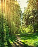 Sunset or dawn in a pine forest in spring or early summer. The sun among the trunks of pines. photo