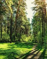 Sunset or dawn in a pine forest in spring or early summer. The sun among the trunks of pines. photo