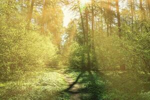 Sunset or dawn in a pine forest in spring or early summer. The sun among the trunks of pines. photo