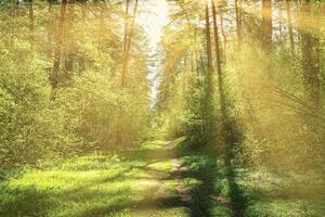 Sunset or dawn in a pine forest in spring or early summer. The sun among the trunks of pines. photo