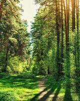 Sunset or dawn in a pine forest in spring or early summer. The sun among the trunks of pines. photo