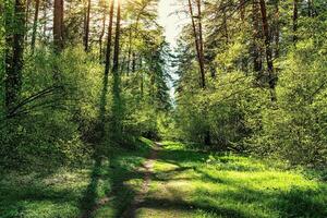 Sunset or dawn in a pine forest in spring or early summer. The sun among the trunks of pines. photo