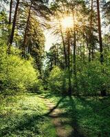 Sunset or dawn in a pine forest in spring or early summer. The sun among the trunks of pines. photo