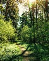 Sunset or dawn in a pine forest in spring or early summer. The sun among the trunks of pines. photo