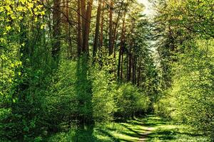 Sunset or dawn in a pine forest in spring or early summer. The sun among the trunks of pines. photo