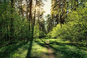 Sunset or dawn in a pine forest in spring or early summer. The sun among the trunks of pines. photo