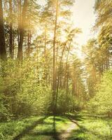 Sunset or dawn in a pine forest in spring or early summer. The sun among the trunks of pines. photo
