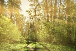 Sunset or dawn in a pine forest in spring or early summer. The sun among the trunks of pines. photo