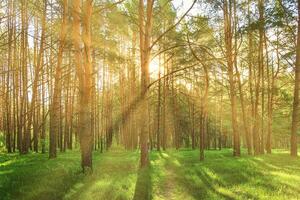 Sunset or dawn in a pine forest in spring or early summer. photo