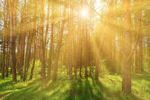 Sunset or dawn in a pine forest in spring or early summer. photo