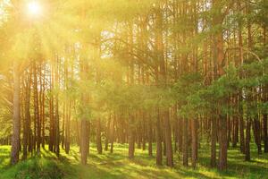 Sunset or dawn in a pine forest in spring or early summer. photo
