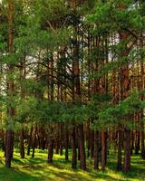 Sunset or dawn in a pine forest in spring or early summer. photo