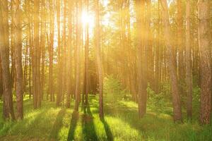Sunset or dawn in a pine forest in spring or early summer. photo