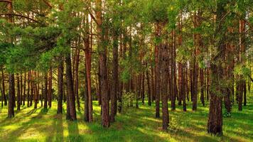Sunset or dawn in a pine forest in spring or early summer. photo