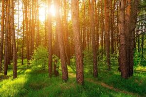 Sunset or dawn in a pine forest in spring or early summer. photo