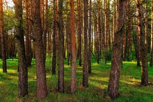 Sunset or dawn in a pine forest in spring or early summer. photo