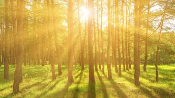 Sunset or dawn in a pine forest in spring or early summer. photo