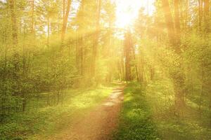 Sunset or dawn in a pine forest in spring or early summer. The sun among the trunks of pines. photo
