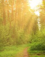 Sunset or dawn in a pine forest in spring or early summer. The sun among the trunks of pines. photo