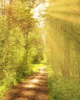 Sunset or dawn in a pine forest in spring or early summer. The sun among the trunks of pines. photo