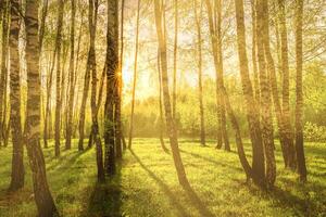 Sun rays cutting through birch trunks in a grove at sunset or sunrise in spring. photo