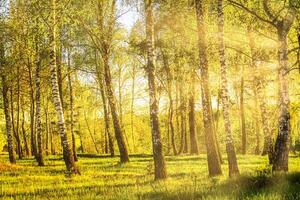 Sun rays cutting through birch trunks in a grove at sunset or sunrise in spring. photo