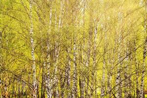 Birch branches covered with young bright green foliage and illuminated by the sun and sunbeams breaking through that. photo