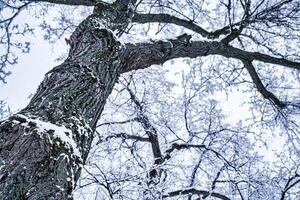 Tree branches covered with snow in winter. Winter weather and snowfall concept. photo