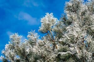 Pine branch covered with frost and lit by sunlight. photo