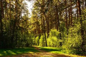 Sunbeams streaming through the pine trees and illuminating the young green foliage on the bushes in the pine forest in spring. photo