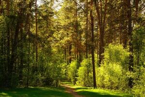 Sunbeams streaming through the pine trees and illuminating the young green foliage on the bushes in the pine forest in spring. photo
