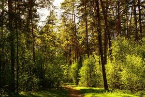 Sunbeams streaming through the pine trees and illuminating the young green foliage on the bushes in the pine forest in spring. photo