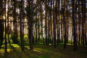 Sunbeams streaming through the pine trees and illuminating the young green foliage on the bushes in the pine forest in spring. photo