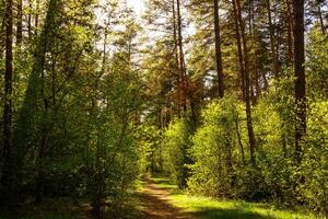 Sunbeams streaming through the pine trees and illuminating the young green foliage on the bushes in the pine forest in spring. photo