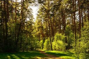 Sunbeams streaming through the pine trees and illuminating the young green foliage on the bushes in the pine forest in spring. photo