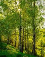 Sunset or sunrise in a spring birch forest with bright young foliage glowing in the rays of the sun and shadows. photo