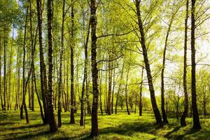 Sunset or sunrise in a spring birch forest with bright young foliage glowing in the rays of the sun and shadows. photo
