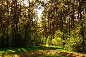 Sunbeams streaming through the pine trees and illuminating the young green foliage on the bushes in the pine forest in spring. photo