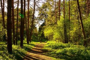 Sunbeams streaming through the pine trees and illuminating the young green foliage on the bushes in the pine forest in spring. photo