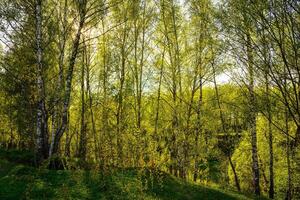 Sunset or sunrise in a spring birch forest with bright young foliage glowing in the rays of the sun and shadows. photo