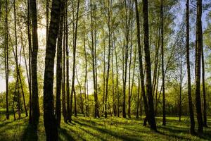 Sunset or sunrise in a spring birch forest with bright young foliage glowing in the rays of the sun and shadows. photo