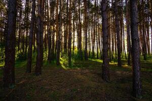 Sunbeams streaming through the pine trees and illuminating the young green foliage on the bushes in the pine forest in spring. photo
