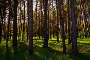 Sunbeams streaming through the pine trees and illuminating the young green foliage on the bushes in the pine forest in spring. photo