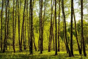 Sunset or sunrise in a spring birch forest with bright young foliage glowing in the rays of the sun and shadows. photo