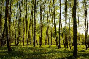 Sunset or sunrise in a spring birch forest with bright young foliage glowing in the rays of the sun and shadows. photo