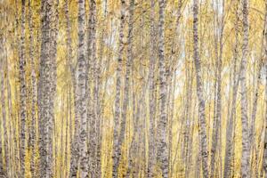 Birch trees with yellow foliage illuminated by the sun after rain behind wet glass in golden autumn. The concept of changing bad weather to good and falling leaves. Abstract landscape. photo